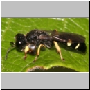 Crabro scutellatus - Grabwespe m04 9mm.jpg